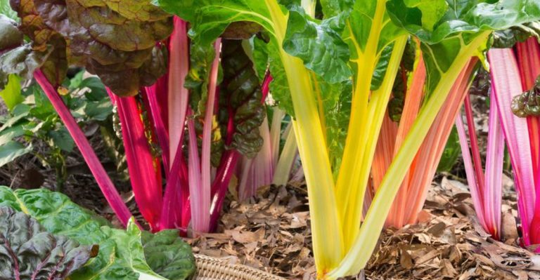 14 Leafy Greens That Outperform Lettuce in Summer Heat