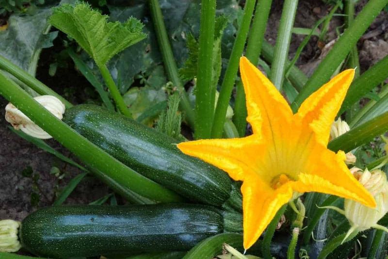 Zucchini