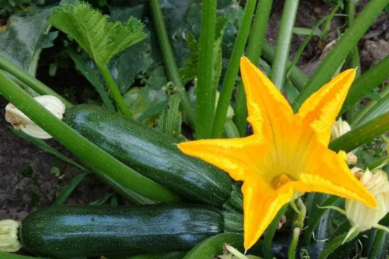 Zucchini