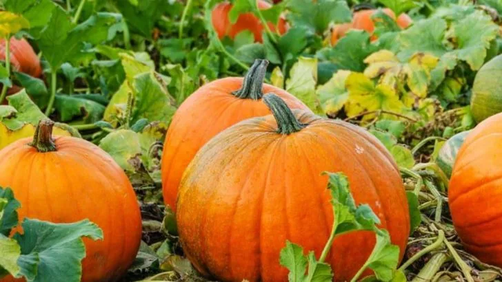 14 May-Planted Vegetables That Outperform April Sowings (Despite What Gardening Calendars Claim)