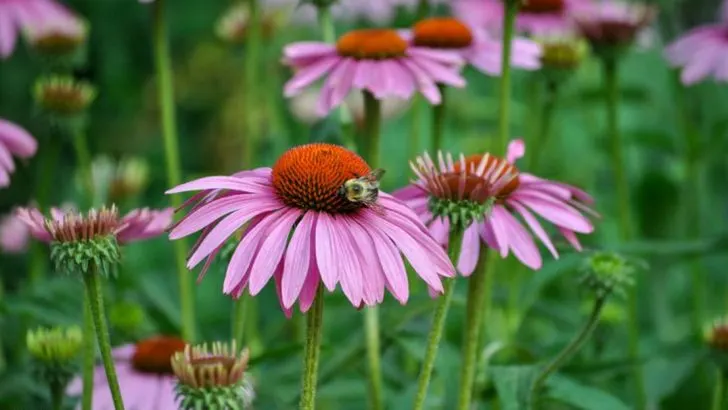 14 Perennials That Survive Hot, Humid Summers (Unlike These 6 That Melt Away)