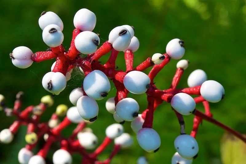White Baneberry