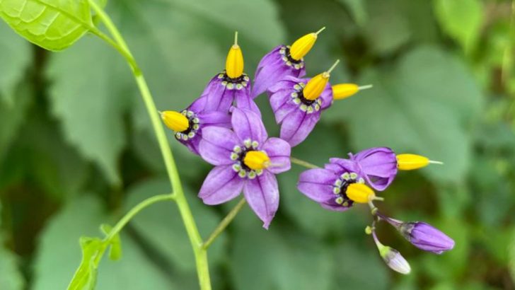14 Plants That Fool Birds Into Spreading Seeds With Fake or Toxic Fruit
