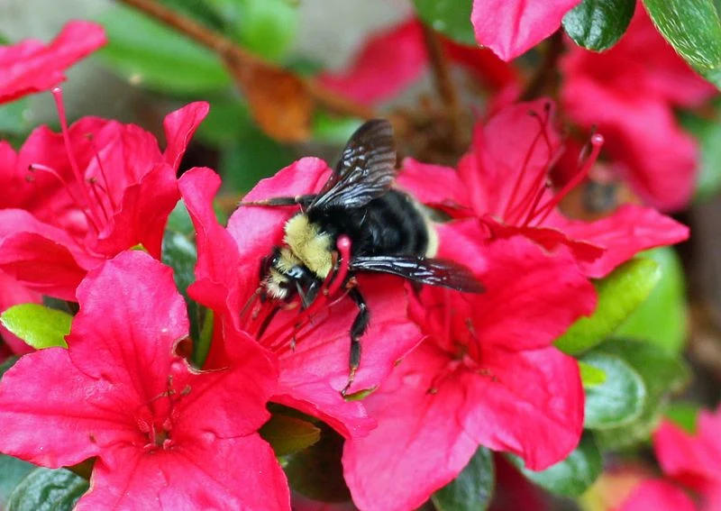 Azaleas