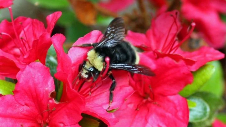 14 Popular Plants That Are Harmless to Humans – But Can Be Toxic or Dangerous to Bees