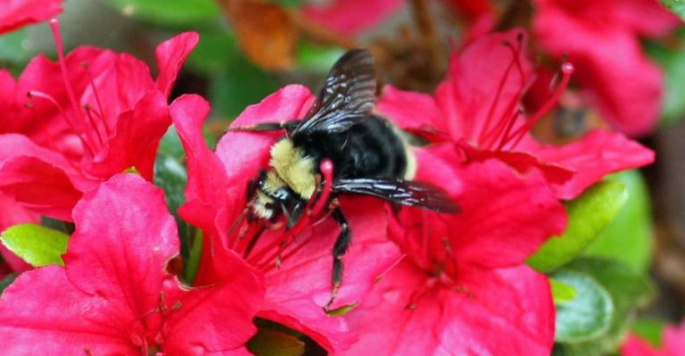 14 Popular Plants That Are Harmless to Humans – But Can Be Toxic or Dangerous to Bees