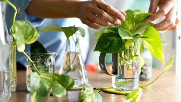 14 Propagation Mistakes That Can Ruin Your Cuttings