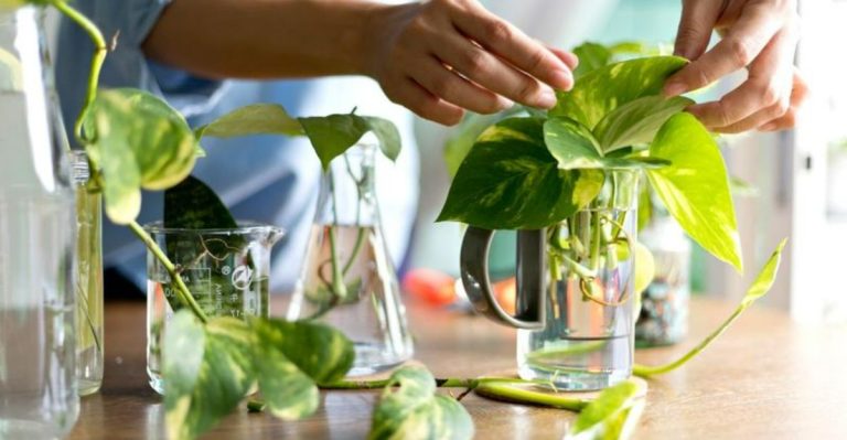 14 Propagation Mistakes That Can Ruin Your Cuttings