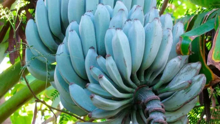 14 Steps to Grow Blue Bananas That Look Fake but Taste Amazing