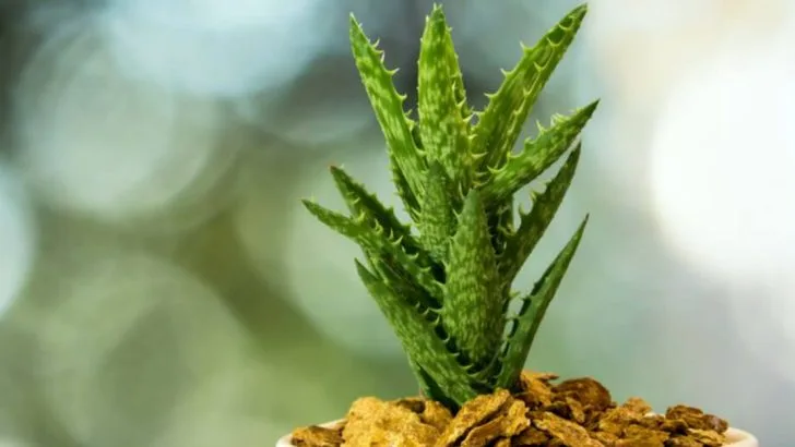 14 Tips for Growing and Caring for a Healthy Tiger Tooth Aloe