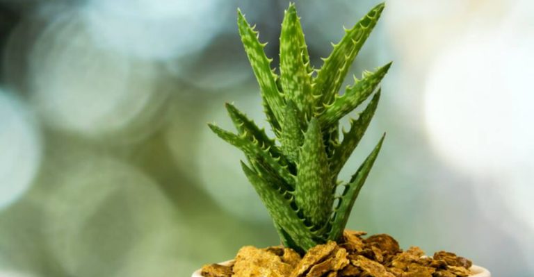 14 Tips for Growing and Caring for a Healthy Tiger Tooth Aloe