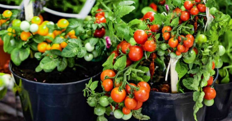 14 Tips to Grow Cherry Tomatoes in Pots That Actually Work