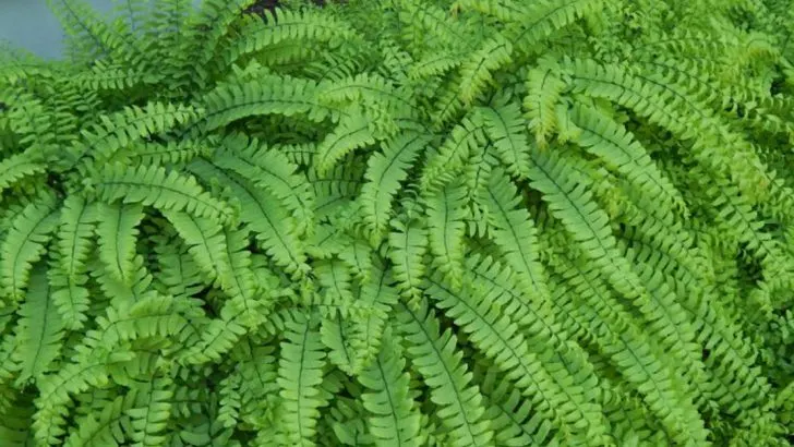 14 Background Plants That Make Ordinary Flowers Look Extraordinarily Vibrant (The Psychology of Plant Color Perception)