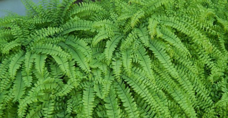 14 Background Plants That Make Ordinary Flowers Look Extraordinarily Vibrant (The Psychology of Plant Color Perception)