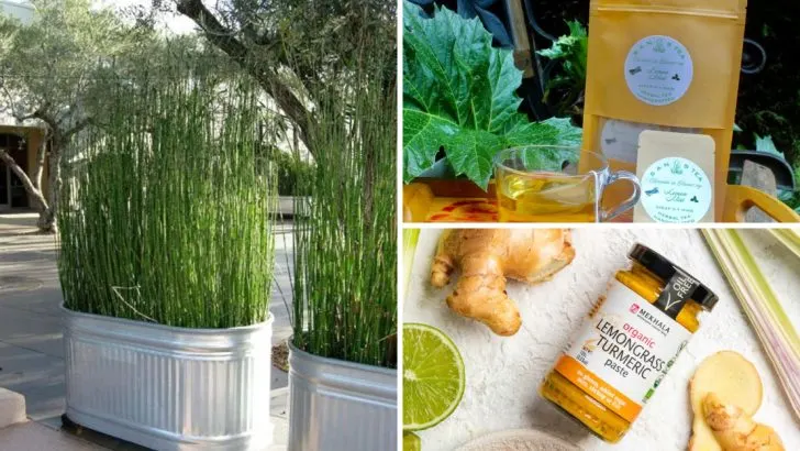 14 Big Benefits of Growing Lemongrass in Pots (From Mosquito Repellent to Stress Relief)