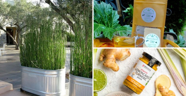 14 Big Benefits of Growing Lemongrass in Pots (From Mosquito Repellent to Stress Relief)
