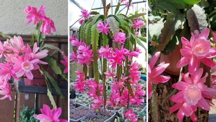 14 Care Tips for a Stunning German Empress (Disocactus phyllanthoides)