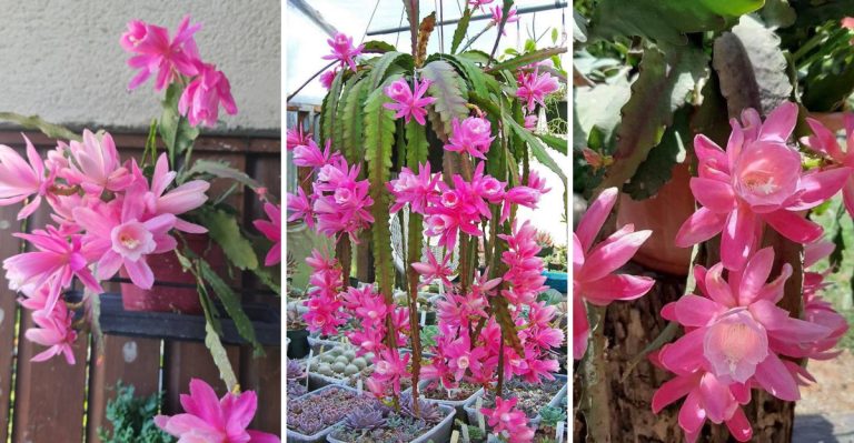 14 Care Tips for a Stunning German Empress (Disocactus phyllanthoides)