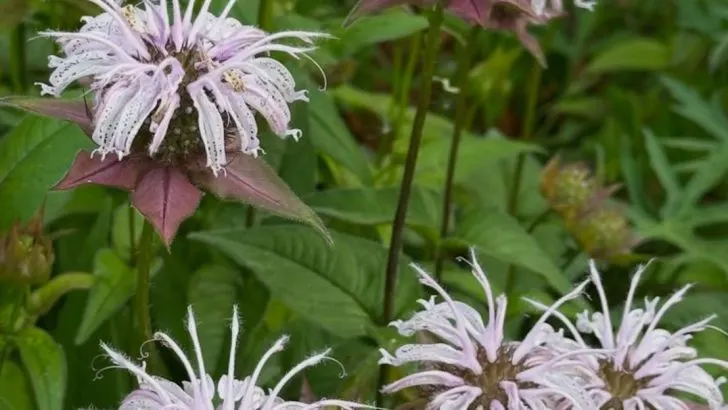 14 Flowers Bees Love but Wasps Avoid (Perfect for Peaceful Gardens)