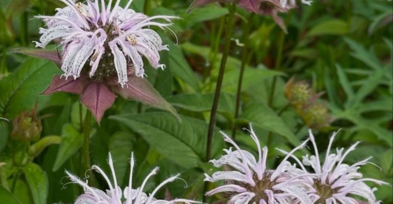 14 Flowers Bees Love but Wasps Avoid (Perfect for Peaceful Gardens)