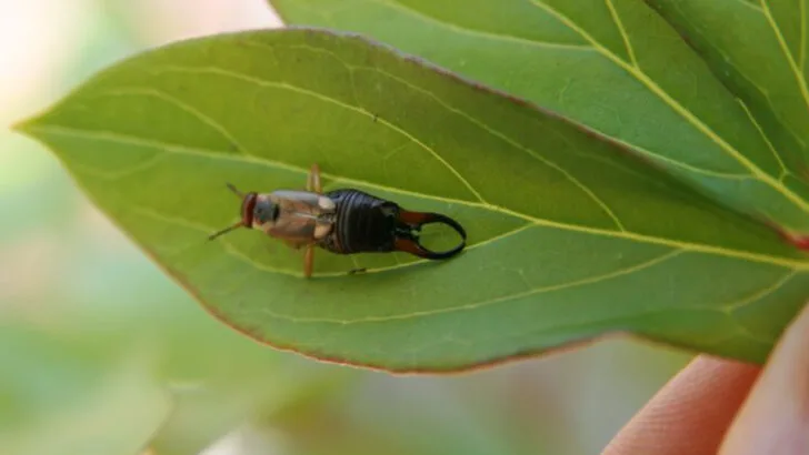 14 Garden Pests That Disappeared After I Stopped Using Mulch