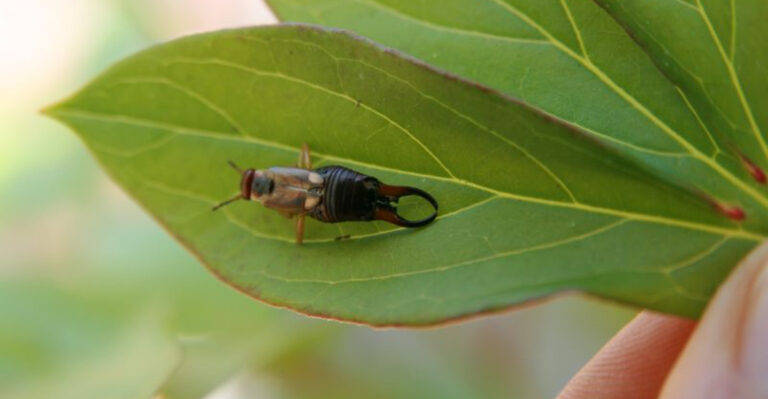 14 Garden Pests That Disappeared After I Stopped Using Mulch