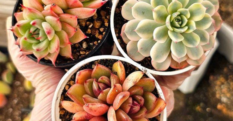 14 Plants That Actually Thrive Without Ever Being Fertilized