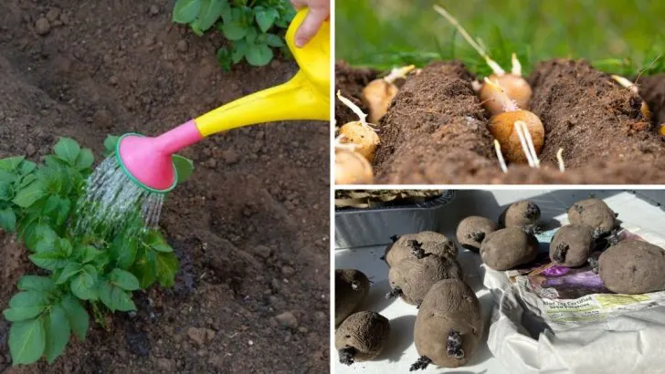 14 Smart Potato Growing Tips That Turned 200 Sq Ft Into a Massive Harvest