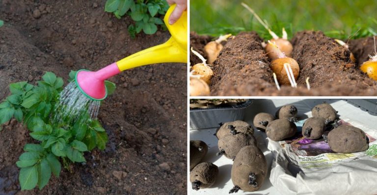 14 Smart Potato Growing Tips That Turned 200 Sq Ft Into a Massive Harvest