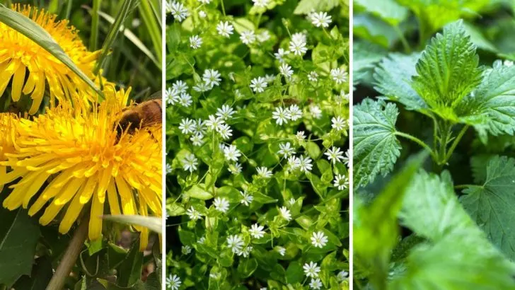14 Things Weeds in Your Yard Can Tell You About Your Soil Quality