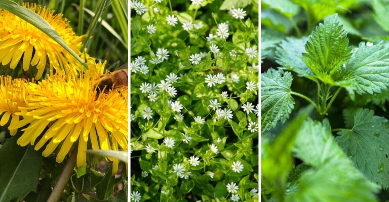 14 Things Weeds in Your Yard Can Tell You About Your Soil Quality