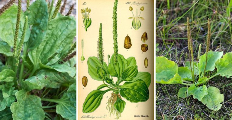 14 Things You Should Know About Plantain Herb – Benefits, Identification, and More
