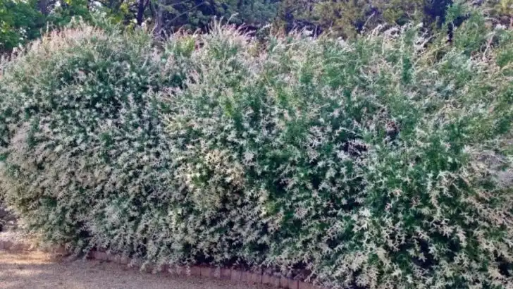 15 Benefits of Growing a Dappled Willow (And How to Care for It)