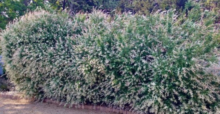 15 Benefits of Growing a Dappled Willow (And How to Care for It)