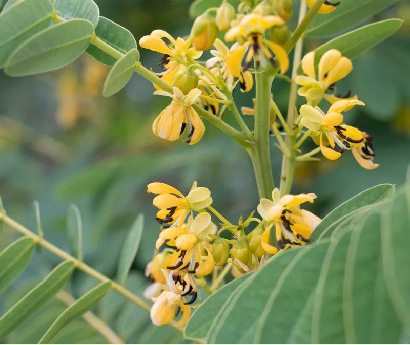 Southern Wild Senna