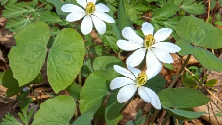 15 Classic American Flowers That Are Almost Impossible to Find Anymore