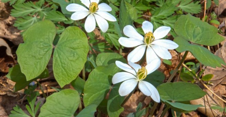 15 Classic American Flowers That Are Almost Impossible to Find Anymore