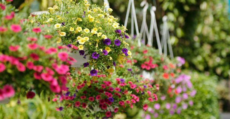 15 Common Hanging Basket Mistakes That Hold Back Your Blooms