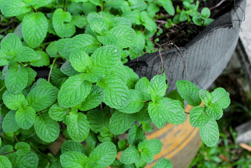 Mint