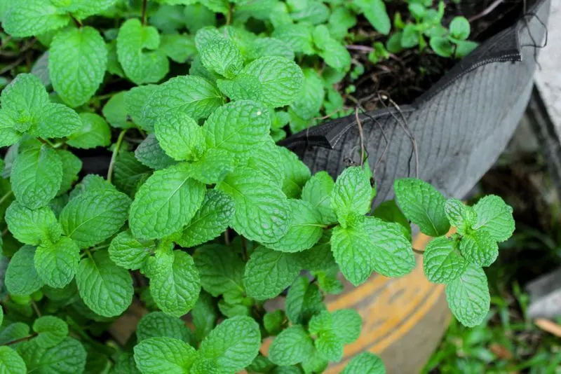 Mint