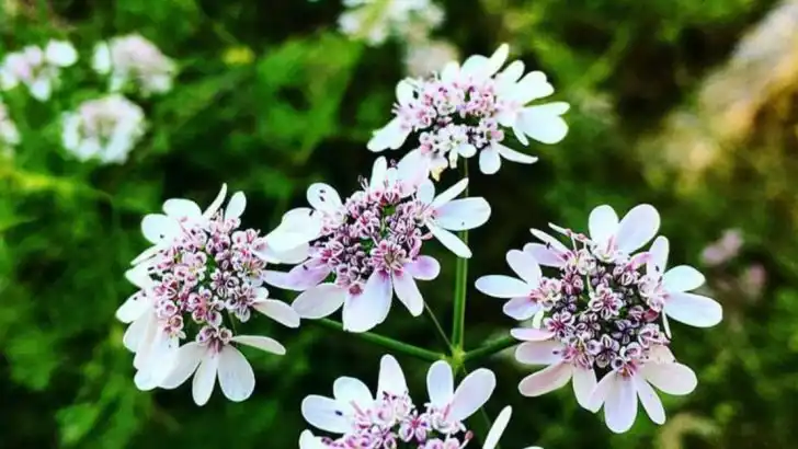 15 Commonly Grown Herbs That Cross-Pollinate and Ruin Each Other’s Flavor