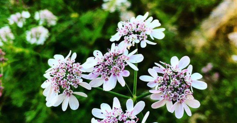 15 Commonly Grown Herbs That Cross-Pollinate and Ruin Each Other’s Flavor
