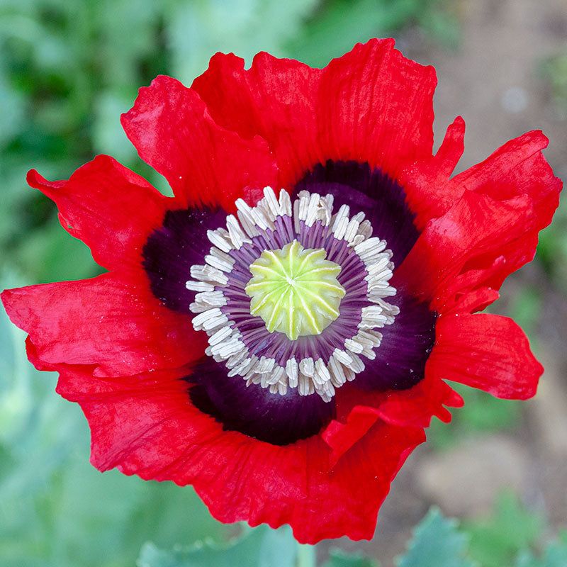 Dark Opium Poppy