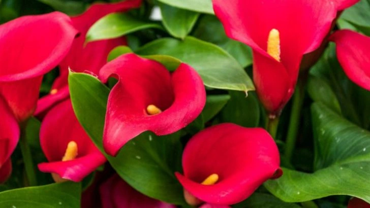 15 Dark Cherry Red Flowers to Plant This Year for a Bold Garden Look