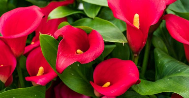 15 Dark Cherry Red Flowers to Plant This Year for a Bold Garden Look
