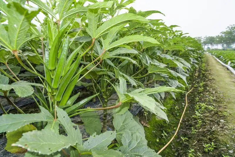 Okra