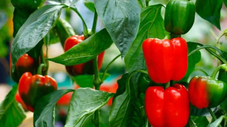 15 Heat-Tolerant Vegetables That Produce Through Summer When Others Stop Fruiting
