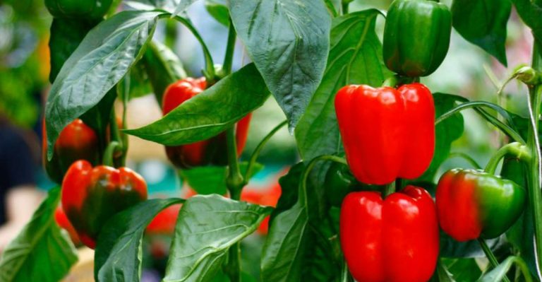 15 Heat-Tolerant Vegetables That Produce Through Summer When Others Stop Fruiting