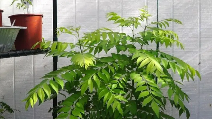 15 Must-Know Tips for Propagating, Pruning & Harvesting Curry Leaf Plants