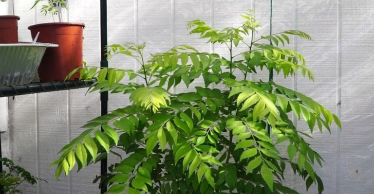 15 Must-Know Tips for Propagating, Pruning & Harvesting Curry Leaf Plants